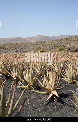 Campo di Aloe vera in Lanzarote, Isole canarie, Spagna Foto Stock