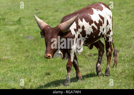 Il bambino Ankole-Watusi bovini camminare sull'erba a Parc Safari in Hemmingford, Quebec, Canada Foto Stock