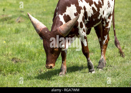 Il bambino Ankole-Watusi bovini camminare sull'erba a Parc Safari in Hemmingford, Quebec, Canada Foto Stock