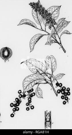 . Bollettino (Pennsylvania Dipartimento di silvicoltura), n. 11. Le foreste e la silvicoltura. I i. Piastra LXXXV. Strozzatura CHERRY 3. Un ramo di fioritura, x }. Una fruttificazione brancli, x I. La sezione di un frutto, oiilarupd. 4. Un ramoscello d'inverno, dimensione naturale. r&GT;. Sezione di un ramoscello d'inverno, ingrandita. 173 strozzatura CHERRY Prunus virginiana, Linnaeus FOEM-un albero Hniall raramente supera i 25 m. di altezza con un diametro di 8 pollici. Esso rpachea la sua dimensione più grande nella parte meridionale della sua gamma geogrHphical. BAS.K-sul giovane tmnks liscio, lucido, brunastro, si spella facilmente in film sottile-strati simili ed espone il verde di corteccia interna. Sul ol Foto Stock