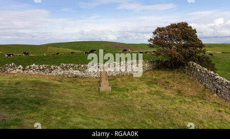 Bovini in un pascolo verde situato in Dumfries and Galloway, Scotland, Regno Unito dietro una parete di roccia e albero Foto Stock