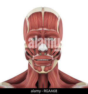 Umano i muscoli del viso anatomia Foto Stock