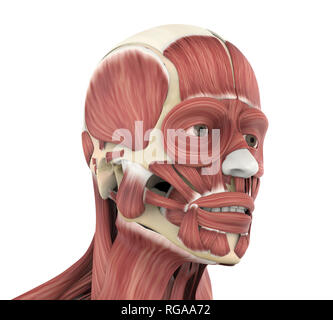 Umano i muscoli del viso anatomia Foto Stock