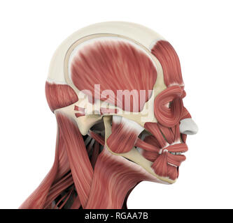 Umano i muscoli del viso anatomia Foto Stock