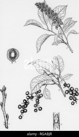 . Bollettino (Pennsylvania Dipartimento di silvicoltura), n. 11. Le foreste e la silvicoltura. 167 strozzatura ciliegia. Prunus virginiana, Linnaeus. FOBM-un piccolo albero raramente supera i 25 m. di altezza con un diametro di 8 pollici. Essa raggiunge la sua dimensione più grande nella parte meridionale della sua portata geografica. Corteccia di giovani tronchi liscio, lucido, brunastro, si spella facilmente in film sottile-strati simili ed espone il verde di corteccia interna. Sui vecchi tronchi di circa 2/5 di un pollice di spessore, grigiastro scuro, leggermente irruvidita mediante fessure poco profonde. Per gli strati interni della corteccia hanno molto un odore sgradevole. Ramoscelli-piuttosto stout, solitamente liscia, paglierino Foto Stock
