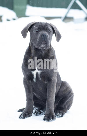 Seduta di cane corso ritratto cucciolo di cane Grigio esterna inverno Neve Foto Stock