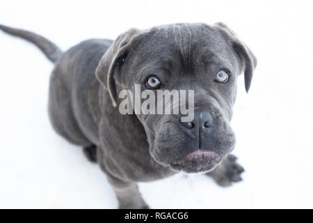 Closeup ritratto di cane corso cucciolo di sei mesi in inverno per esterno Foto Stock