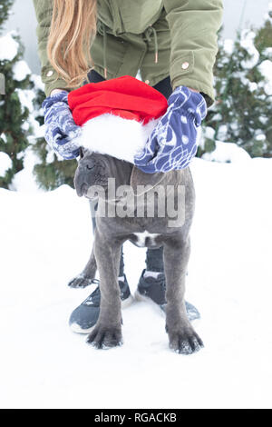 Simpatico cane corso cucciolo di sei mesi in santa hat siede all'aperto inverno ragazza messo sul Foto Stock