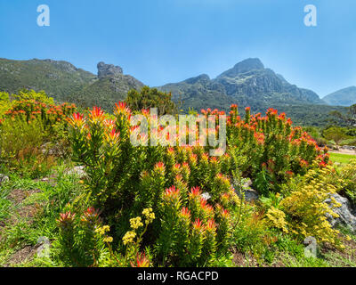 Red Protea in Kirstenbosch, Città del Capo contro lo sfondo di Table Mountain, Sud Africa. Puntaspilli fiore in Kirstenbosch Giardini Botanici, capo a Foto Stock