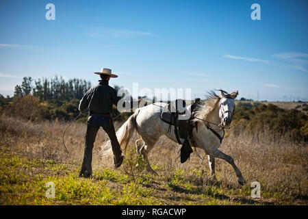 Cowboy wrangling cavallo Foto Stock