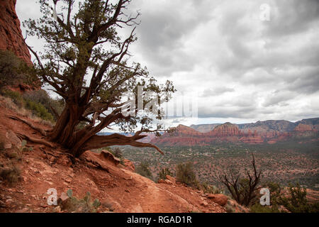 Vortex evidenti in una crescita anormale di alberi da cattedrale rock Sedona in Arizona Foto Stock