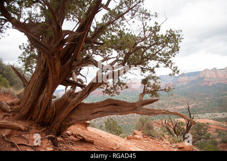 Vortex evidenti in una crescita anormale di alberi da cattedrale rock Sedona in Arizona Foto Stock