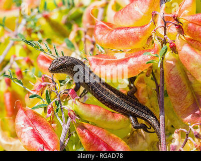 Sundevalls contorsioni Skink, Lygosoma sundevalli, sul rosso ftowers, Cape Town, Sud Africa Foto Stock