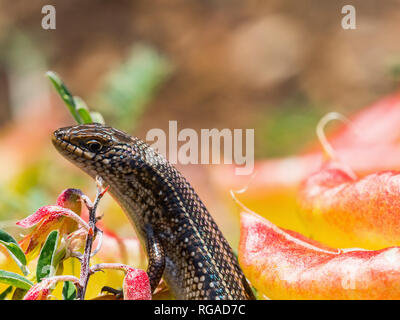 Sundevalls contorsioni Skink, Lygosoma sundevalli, sul rosso ftowers, Cape Town, Sud Africa Foto Stock