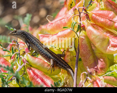 Sundevalls contorsioni Skink, Lygosoma sundevalli, sul rosso ftowers, Cape Town, Sud Africa Foto Stock