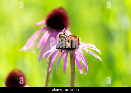 Il giardino botanico, le api da miele su purple coneflower Foto Stock