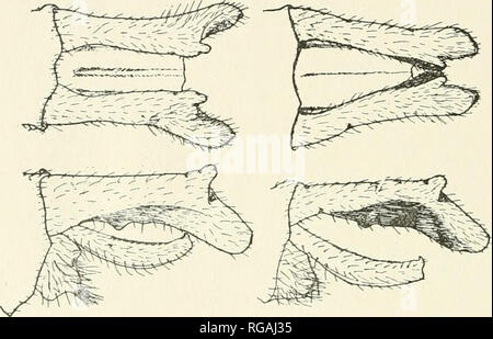 . Bollettino del Wisconsin Natural History Society. Storia naturale -- Wisconsin. 132 Bollettino Wisconsin Natural History Society. [Vol. 9, n. 3. 3-6 $ $ Ontario; coll. Walker. 7. $ Manchester, Me., 9 giugno 1898, Miss Wadsworth; U. S. N. M. 8 ? Ithaca, N. Y., banche; U. S. N. M. 9. $ stesso.. Figura 7.-T. È possibile MacLachlan. Questa è la specie registrate dalla maggior parte dei Americani autori come spinosa. La specie è uno dei più facilmente distinguibili di Tetragoneuria. I tubercoli sulle appendici del maschio e il generale flavescent tinge di ali determinerà dai suoi alleati. Non ho visto Foto Stock