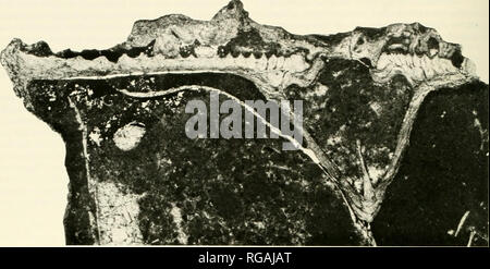 . Bollettini di American paleontologia. 76 Bollettino 337. Si prega di notare che queste immagini vengono estratte dalla pagina sottoposta a scansione di immagini che possono essere state migliorate digitalmente per la leggibilità - Colorazione e aspetto di queste illustrazioni potrebbero non perfettamente assomigliano al lavoro originale. Ricerca paleontologico istituzione (Ithaca, N. Y. ); Columbia University. Ithaca, N. Y. , Paleontologico Istituto di ricerca [ecc. ] Foto Stock