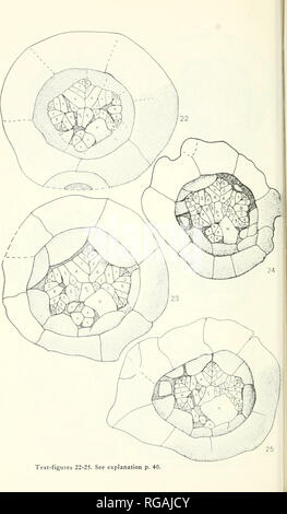 . Bollettini di American paleontologia. . Text-figure 22-25. Vedere la spiegazione p. 40.. Si prega di notare che queste immagini vengono estratte dalla pagina sottoposta a scansione di immagini che possono essere state migliorate digitalmente per la leggibilità - Colorazione e aspetto di queste illustrazioni potrebbero non perfettamente assomigliano al lavoro originale. Ricerca paleontologico istituzione (Ithaca, N. Y. ); Columbia University. Ithaca, N. Y. , Paleontologico Istituto di ricerca [ecc. ] Foto Stock