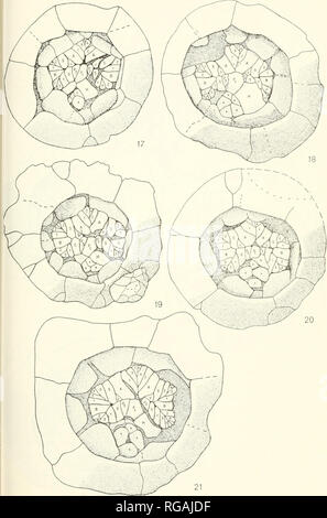 . Bollettini di American paleontologia. . Text-figure 17-21. Vedere la spiegazione p. 40.. Si prega di notare che queste immagini vengono estratte dalla pagina sottoposta a scansione di immagini che possono essere state migliorate digitalmente per la leggibilità - Colorazione e aspetto di queste illustrazioni potrebbero non perfettamente assomigliano al lavoro originale. Ricerca paleontologico istituzione (Ithaca, N. Y. ); Columbia University. Ithaca, N. Y. , Paleontologico Istituto di ricerca [ecc. ] Foto Stock