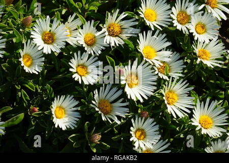 Asteriscus schultzii, Riscos de Famara, Lanzarote, Kanarische isole, Spanien Foto Stock