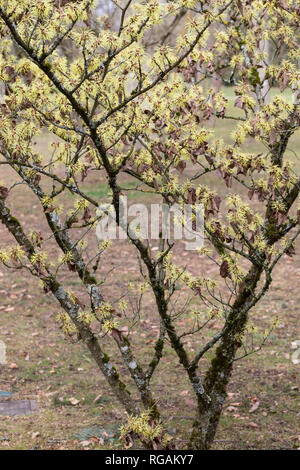 Hybrid-Zaubernuss, Hybrid-Zaubernuß, "Pallida', Hamamelis × intermedia, Kreuzung der beiden Arten ostasiatischen Hamamelis mollis und Hamamelis japoni Foto Stock