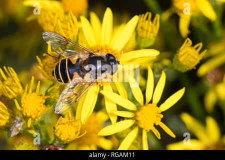 Keilfleck-Schwebfliege, Garten-Keilfleckschwebfliege, Keilfleckschwebfliege, Helle Bienen-Schwebfliege, Helle Bienenschwebfliege, Weibchen beim Blüten Foto Stock