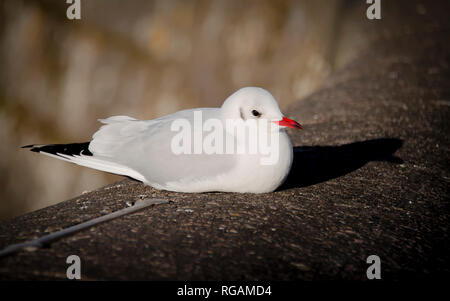 Un uccello bianco con un becco rosso e una coda nera si siede su una pietra in una giornata di sole Foto Stock