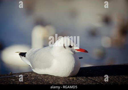 Un uccello bianco con un becco rosso e una coda nera si siede su una pietra in una giornata di sole Foto Stock
