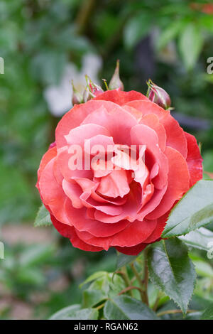 Rosa cioccolata calda 'Wekpaltlez' Fiore. Foto Stock