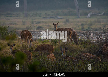 Chital (asse asse) cervi nella Rajaji National Park, Uttarakhand, India Foto Stock