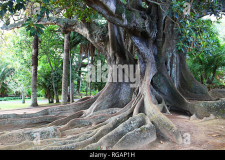 Un enorme albero di ficus in Antonio Borges park (Jardim Antonio Borges) a Ponta Delgada, Sao Miguel, isole Azzorre, Portogallo Foto Stock
