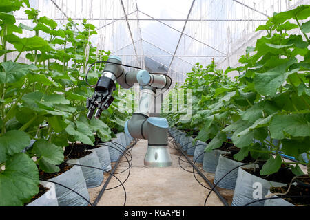 Robot Intelligente installato all'interno della serra. Per la cura e per aiutare gli agricoltori vendemmia il melone, smart farm su agricoltura 4.0 concetto. Foto Stock