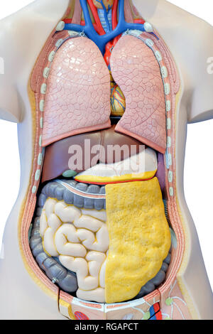 Modello di anatomia degli organi interni del corpo umano per uso nella formazione medica, isolati su sfondo bianco. Foto Stock