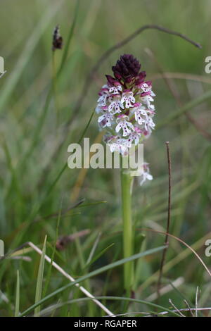 Bruciato-punta Orchidea (Neotinea ustulata) fioritura su un prato nella regione Eifel, Germania. Foto Stock