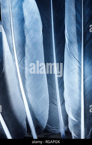 Piume trasparente texture close up Foto Stock