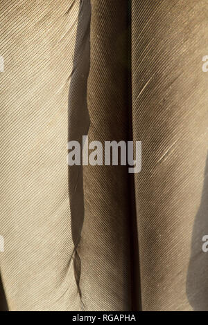 Piume trasparente texture close up Foto Stock