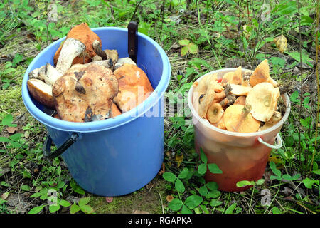 Due tazze di plastica blu e rosso pieno di raccolte di funghi commestibili all'aperto vicino fino Foto Stock