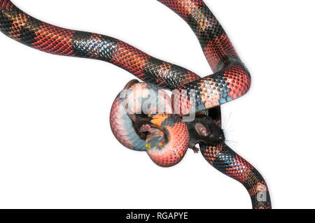 Latte nicaraguense Snake (Lampropeltis triangulum) killling un mouse marrone (Mus musculus). Sfondo bianco tagliato fuori. Foto Stock