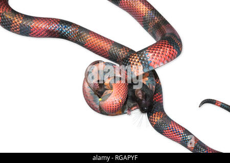 Latte nicaraguense Snake (Lampropeltis triangulum) killling un mouse marrone (Mus musculus). Sfondo bianco tagliato fuori. Foto Stock