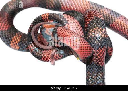Latte nicaraguense Snake (Lampropeltis triangulum) killling un mouse marrone (Mus musculus). Sfondo bianco tagliato fuori. Foto Stock
