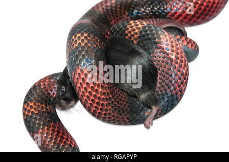 Latte nicaraguense Snake (Lampropeltis triangulum) killling un mouse marrone (Mus musculus). Sfondo bianco tagliato fuori. Foto Stock