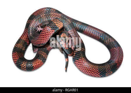 Latte nicaraguense Snake (Lampropeltis triangulum) killling un mouse marrone (Mus musculus). Sfondo bianco tagliato fuori. Foto Stock