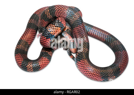 Latte nicaraguense Snake (Lampropeltis triangulum) killling un mouse marrone (Mus musculus). Sfondo bianco tagliato fuori. Foto Stock