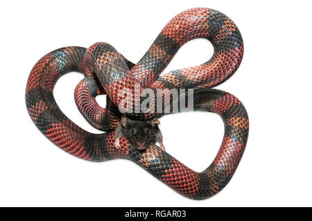 Latte nicaraguense Snake (Lampropeltis triangulum) killling un mouse marrone (Mus musculus). Sfondo bianco tagliato fuori. Foto Stock