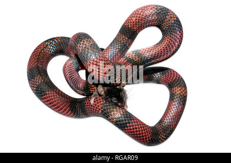 Latte nicaraguense Snake (Lampropeltis triangulum) killling un mouse marrone (Mus musculus). Sfondo bianco tagliato fuori. Foto Stock
