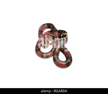 Latte nicaraguense Snake (Lampropeltis triangulum) killling un mouse marrone (Mus musculus). Sfondo bianco tagliato fuori. Foto Stock