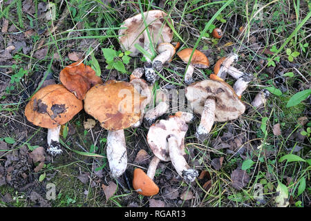 Ancora in vita con molti raccolti di funghi porcini commestibili sull'erba nella foresta di autunno vista da vicino Foto Stock