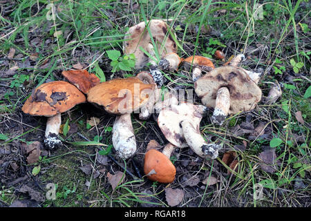 Ancora in vita con molti raccolti di funghi porcini commestibili sull'erba nella foresta di autunno vista da vicino Foto Stock