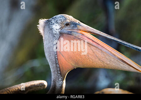 Brown pelican close up che mostra la sua gola pouch Foto Stock